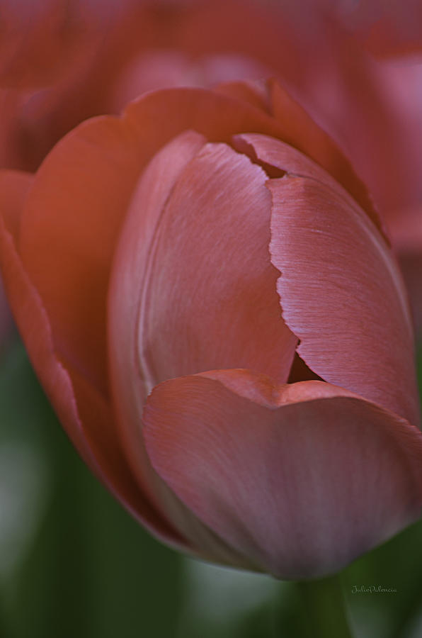 Hot Pink Tulip Photograph by Julie Palencia