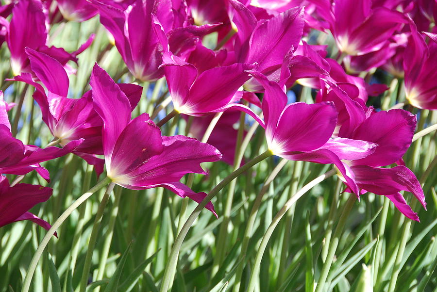 Tulip Photograph - Hot Pink Tulips 2 by Allen Beatty