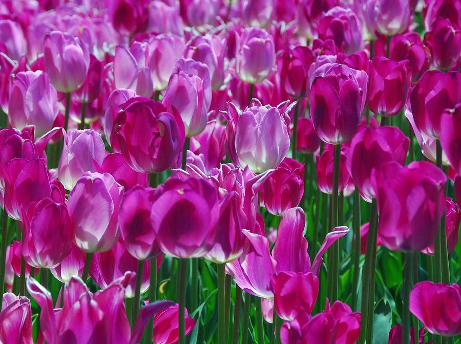Hot Pink Tulips 3 Photograph by Allen Beatty
