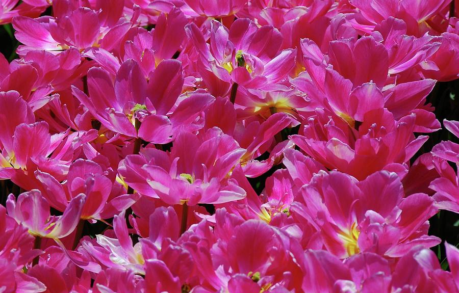 Tulip Photograph - Hot Pink Tulips by Allen Beatty