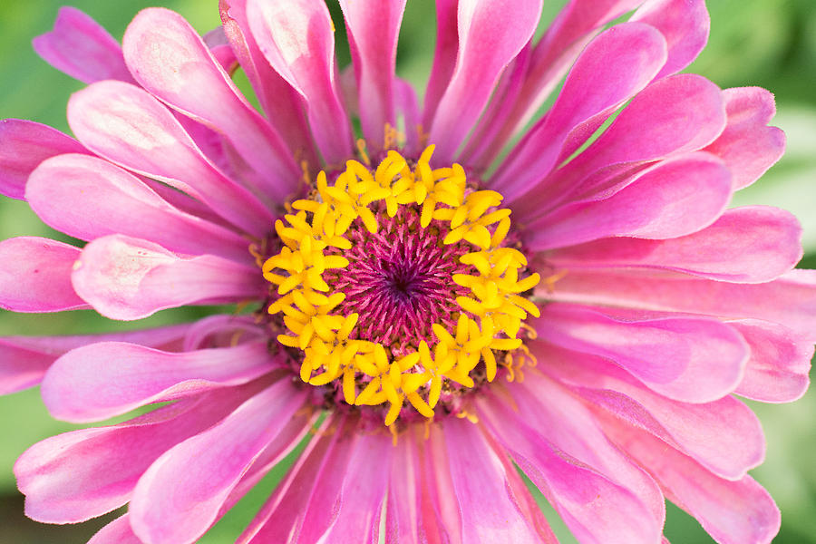 Summer Photograph - Hot Pink Zinnia by Jeanne May