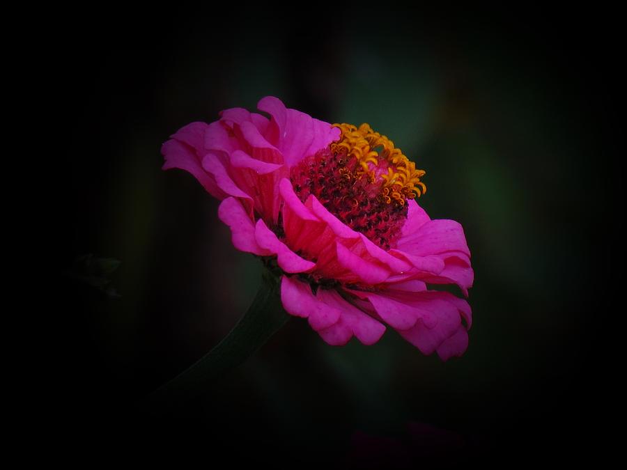 Hot Pink Zinnia Photograph by MTBobbins Photography