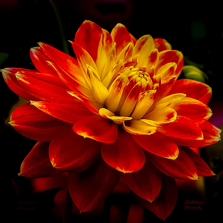 Flowers Still Life Photograph - Hot Red Dahlia by Julie Palencia