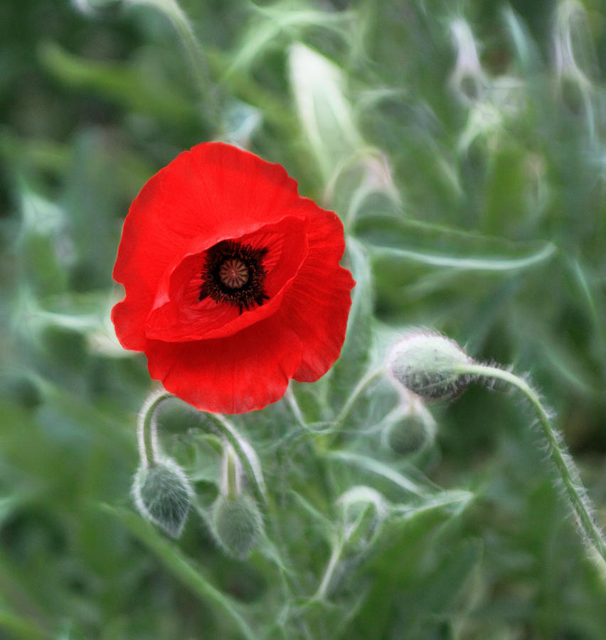Hot red Poppy and Buds Digital Art by Linda Phelps