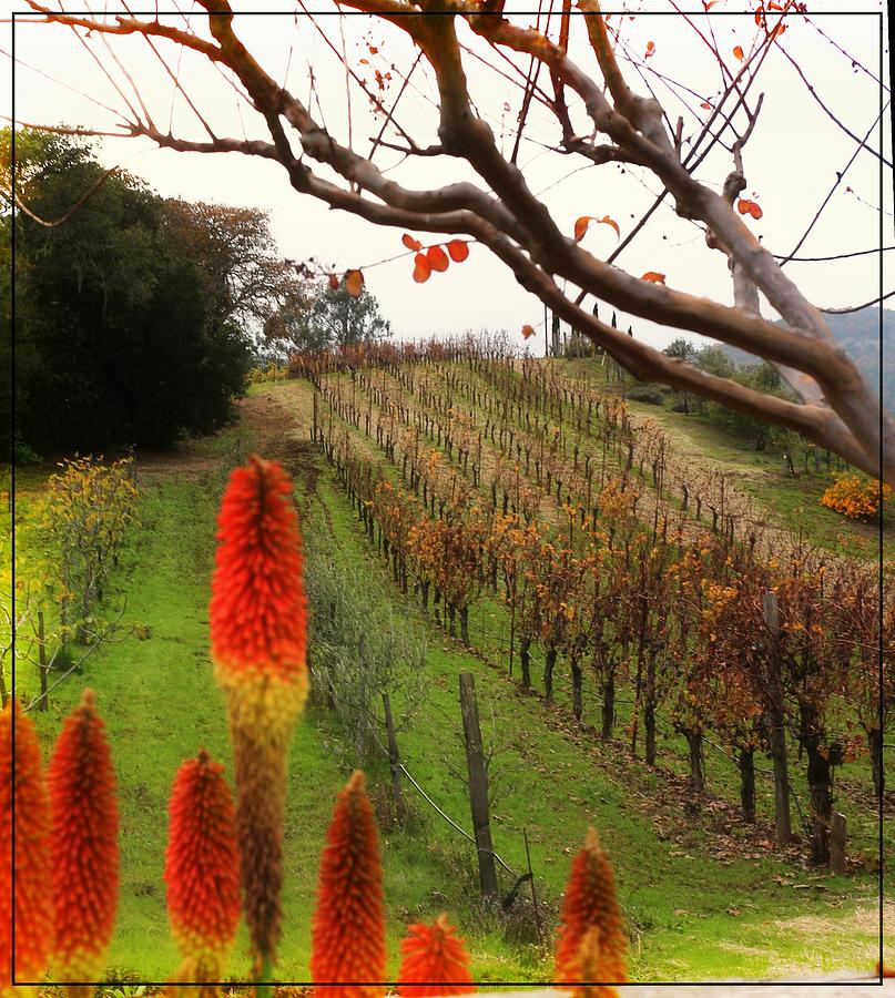 Hot Vines in Autumn Photograph by Michael Hope