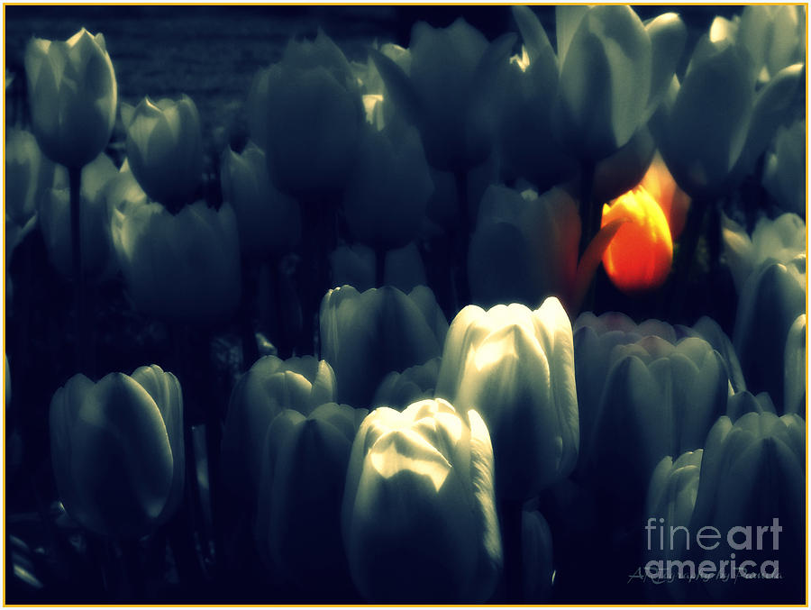 Hot Tulip Photograph by Pamela Smale Williams