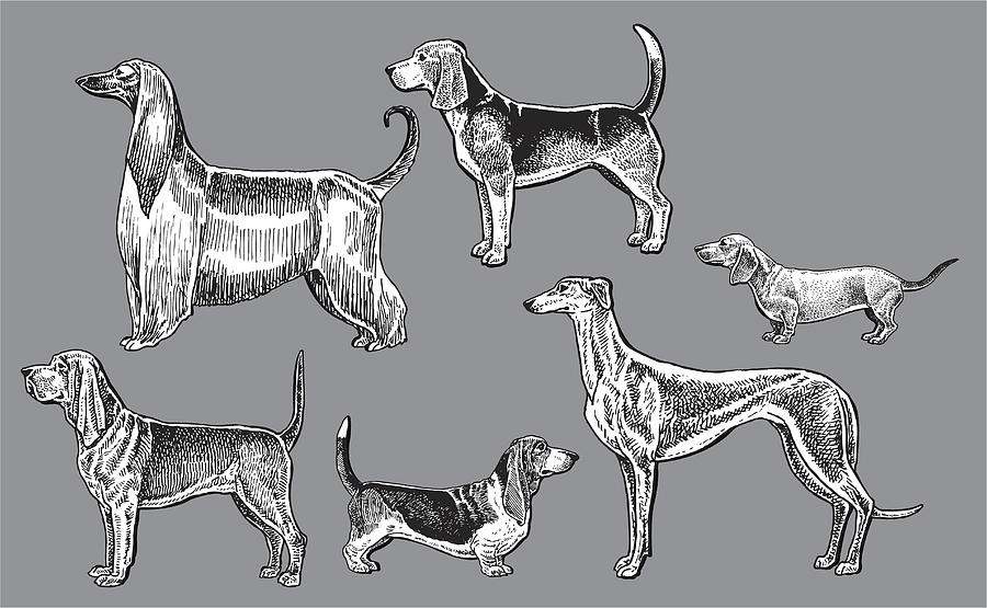 Hound Dogs- Dachshund, Blood, Greyhound, Basset, Afghan, Beagle Drawing by KeithBishop