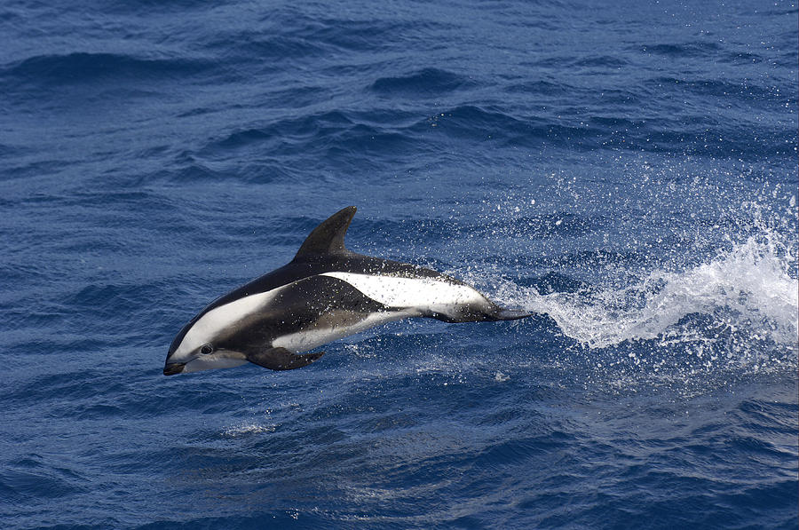 Hourglass Dolphin Porpoising South Photograph by Malcolm Schuyl
