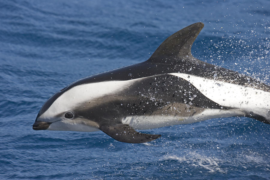 Hourglass Dolphin Porpoising South Photograph by Roger Tidman