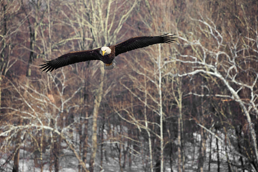 Eagle Photograph - Housatonic River Eagle by Bill Wakeley