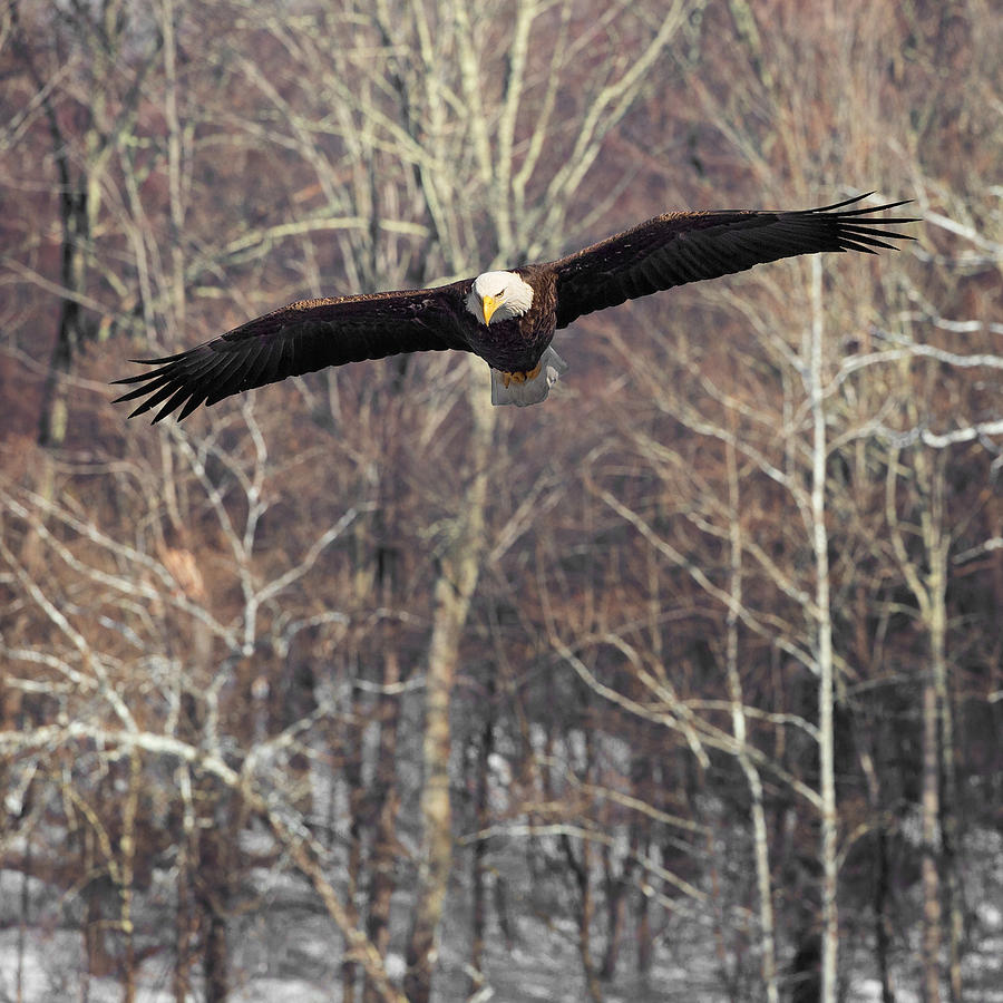 Eagle Photograph - Housatonic River Eagle Square by Bill Wakeley