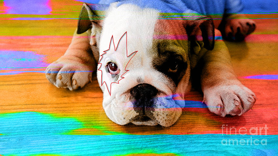 House Broken Bulldog Puppy Mixed Media by Marvin Blaine