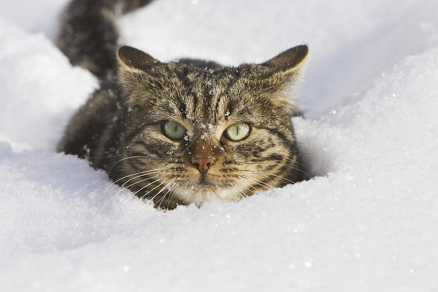 House Cat In Deep Snow Germany Photograph by Konrad Wothe