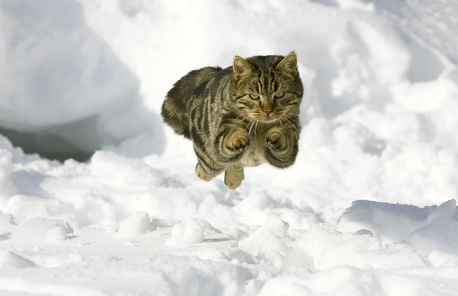 House Cat Male Jumping In Snow Germany Photograph by Konrad Wothe