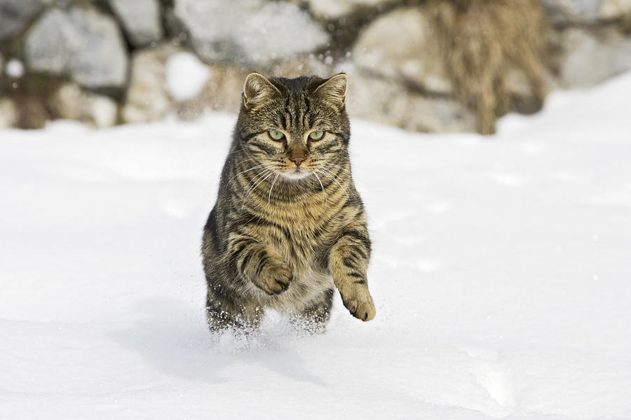 House Cat Male Running In Snow Germany Photograph by Konrad Wothe