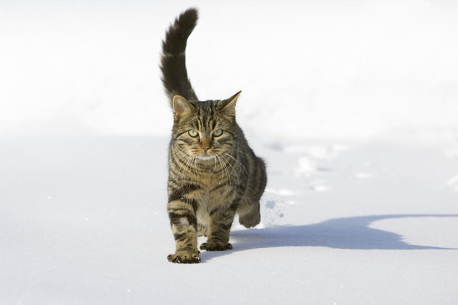 House Cat Male Walking In Snow Germany Photograph by Konrad Wothe