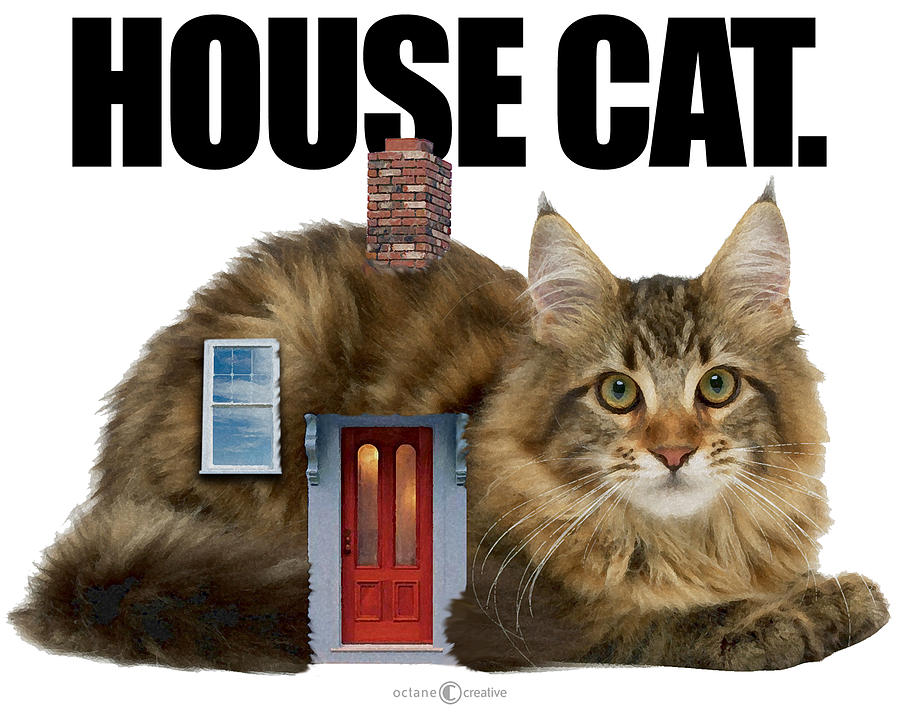 House Cat Digital Art by Tim Nyberg