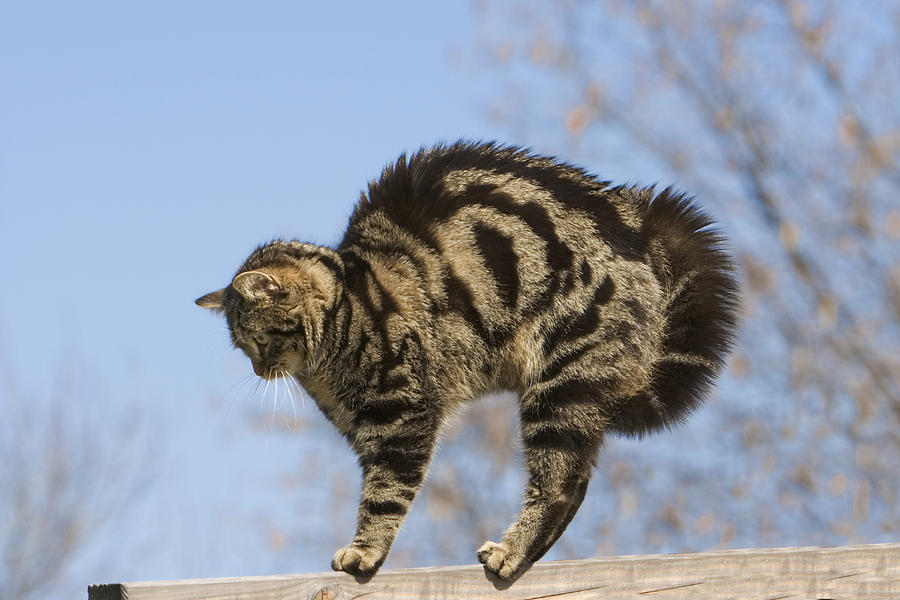 House Cat With Raised Hackles  Germany Photograph by Konrad Wothe