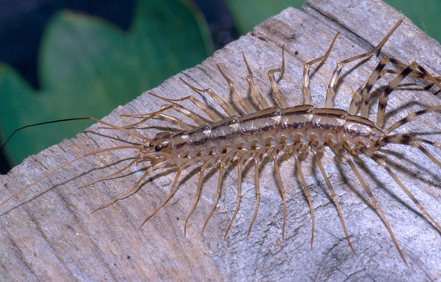 House Centipede Photograph by Jeanne White - Fine Art America