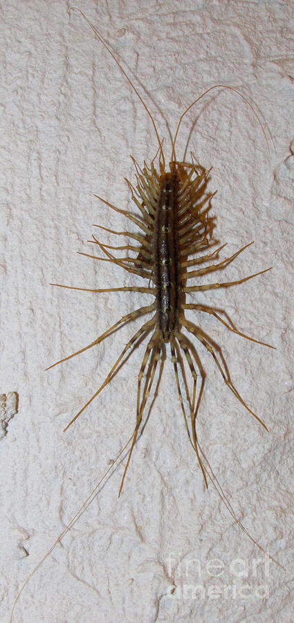 House Centipede Photograph by Joshua Bales