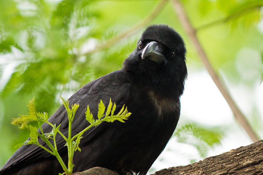 House Crow Photograph by SAURAVphoto Online Store