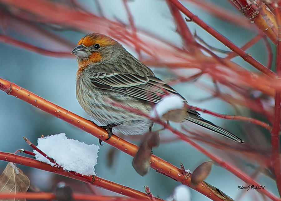 House Finch after Snowfall Photograph by Stephen Johnson