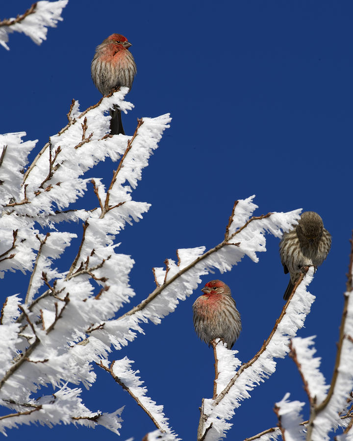 Finch Photograph - House Finch and Frost by Gary Langley