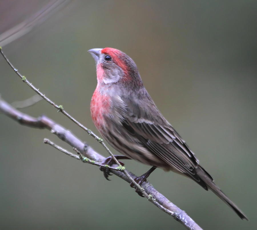 Finch Photograph - House Finch by Angie Vogel
