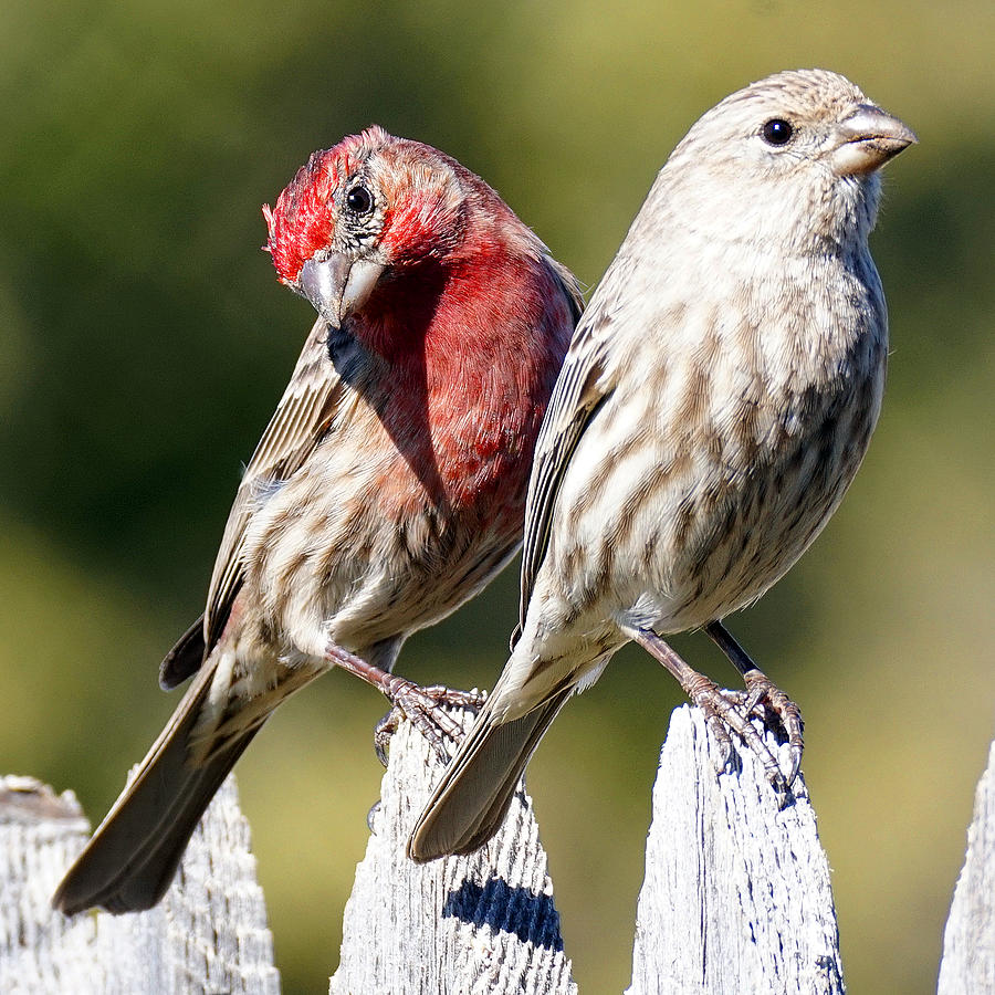 House Finch Couple Photograph by David G Paul
