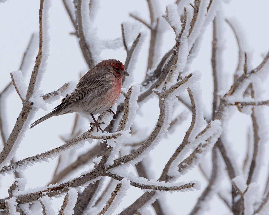 Finch Photograph - House Finch by Ernest Echols