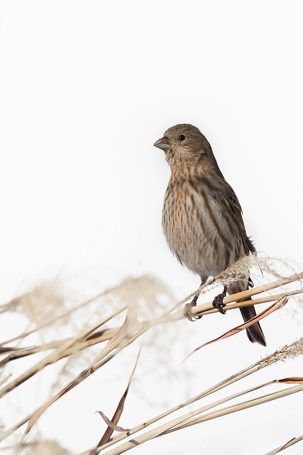 Finch Photograph - House FInch Female by Bill Wakeley