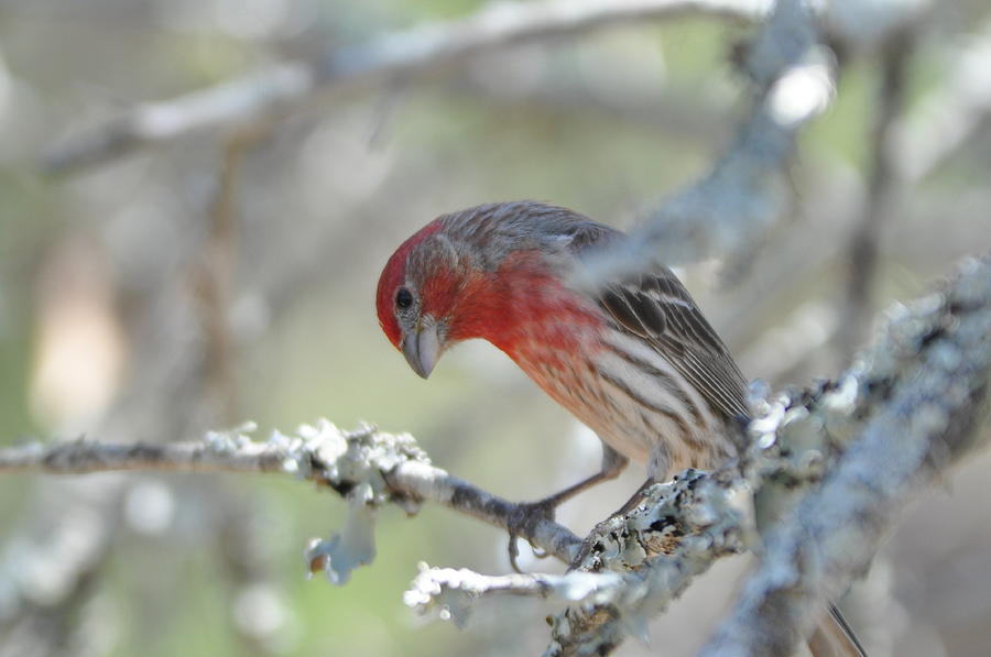 House Finch Photograph by Frank Madia