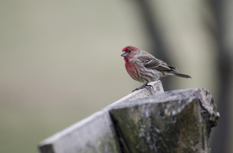 Nature Photograph - House Finch by Heather Applegate