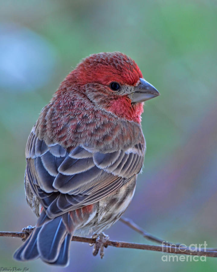 House Finch I Photograph by Debbie Portwood
