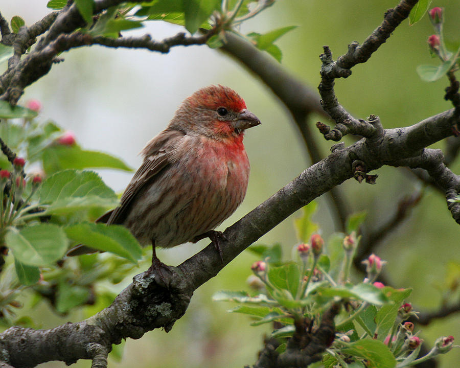 House Finch in Apple Tree Photograph by William Selander