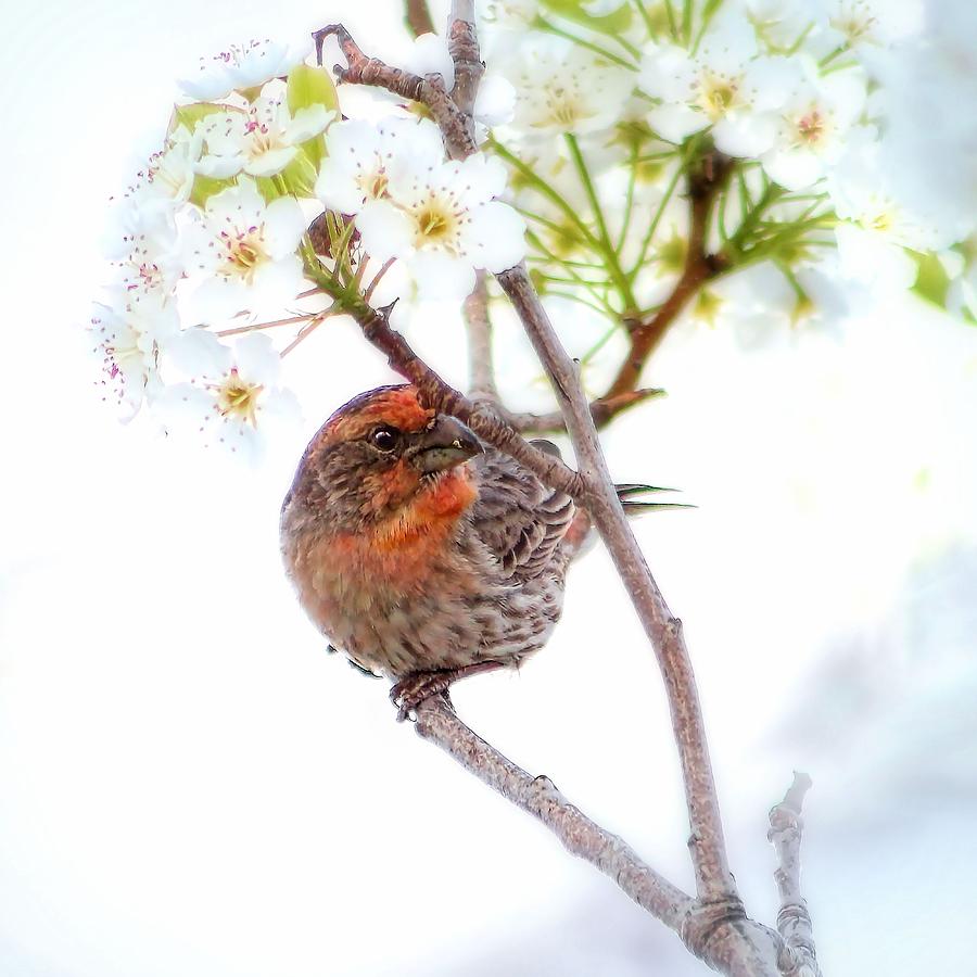 Finch Photograph - House Finch In Cherry Blossoms by Tracie Schiebel