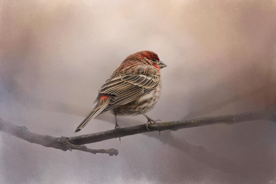 Bird Photograph - House Finch in January by Jai Johnson