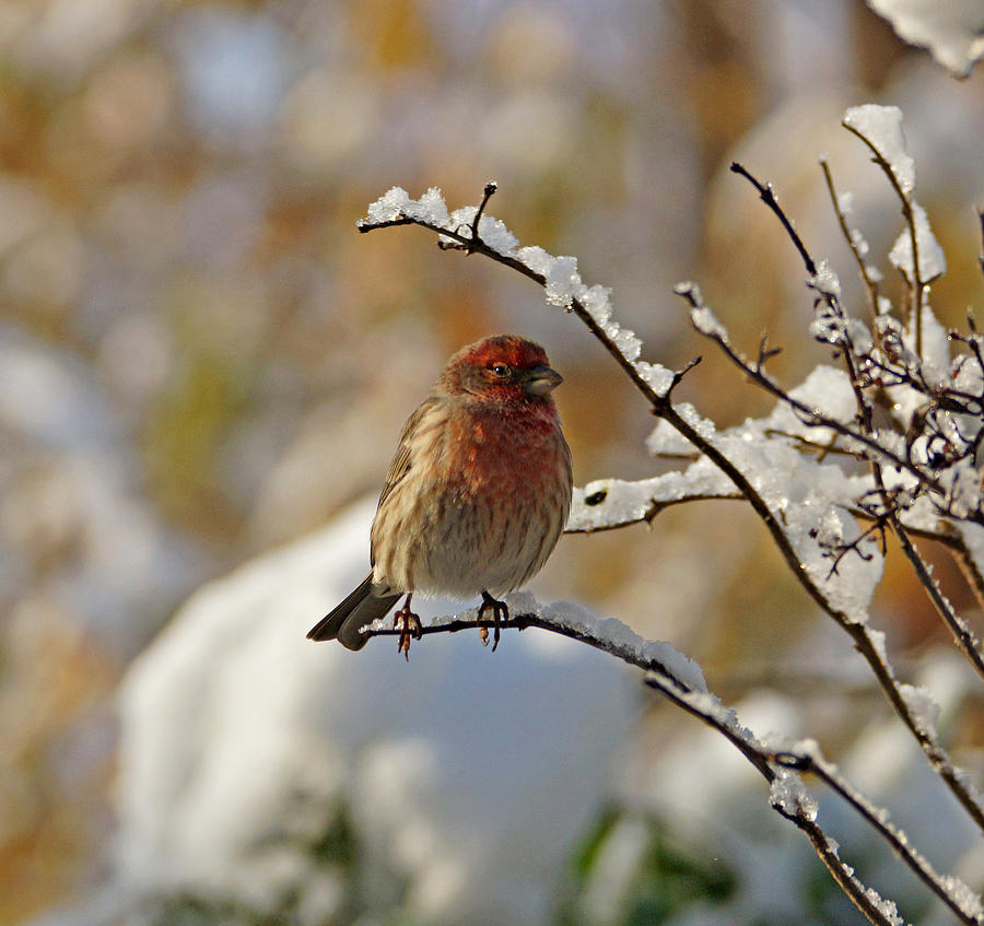 Bird Photograph - House Finch in Snow by Sandy Keeton