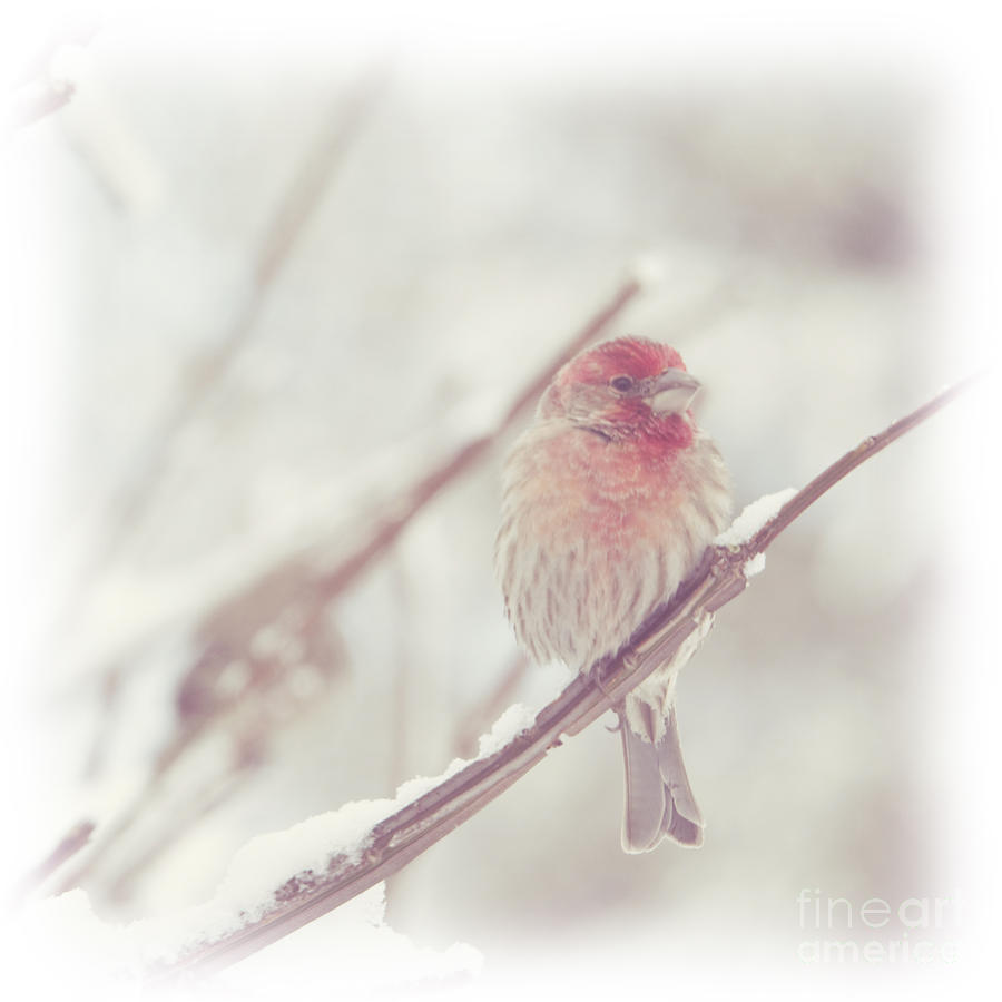 House Finch in Winter Photograph by Hermes Fine Art