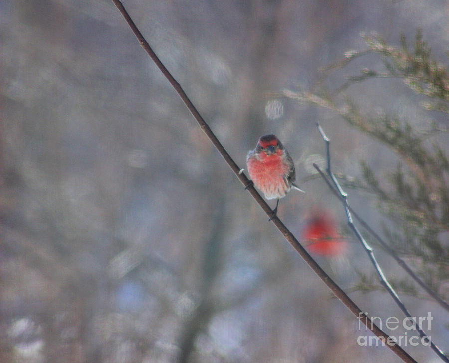 Wildlife Photograph - House Finch in Winter by Karen Adams