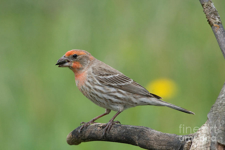 House Finch Photograph by Linda Freshwaters Arndt