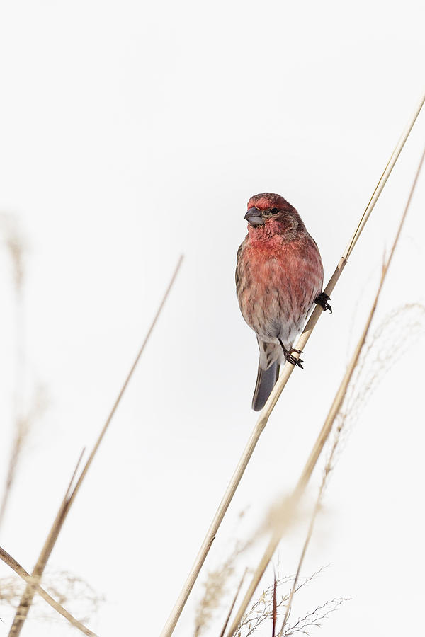 Finch Photograph - House Finch Male by Bill Wakeley