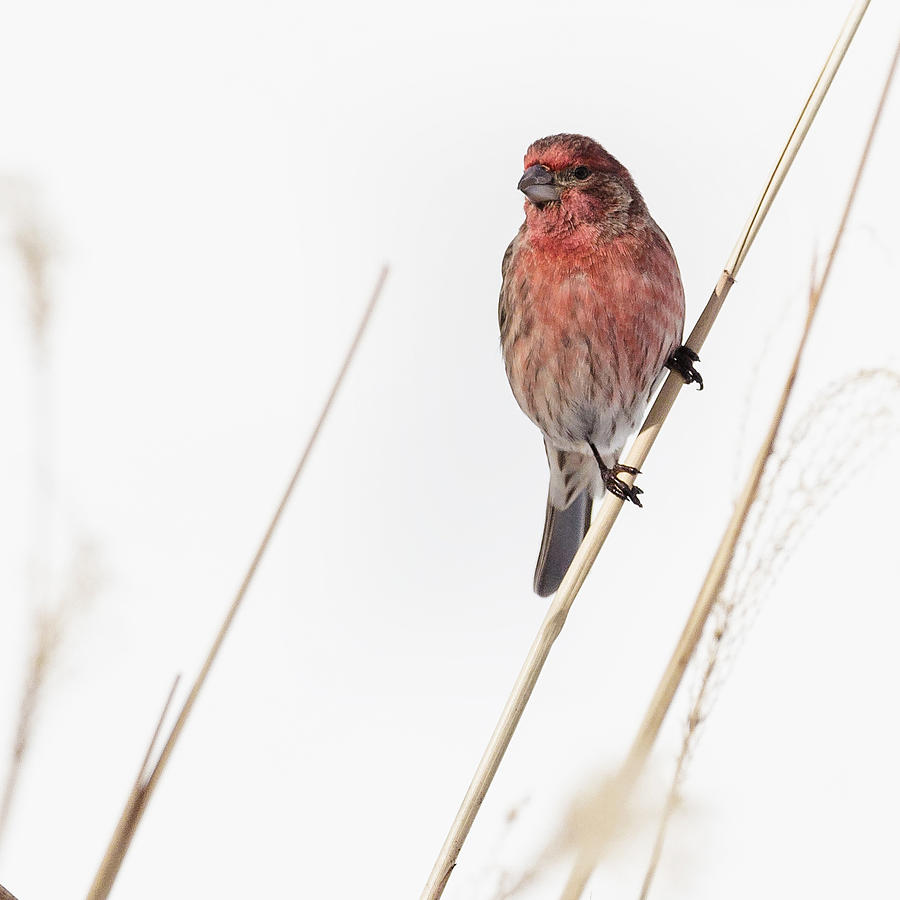 Finch Photograph - House Finch Male Square by Bill Wakeley