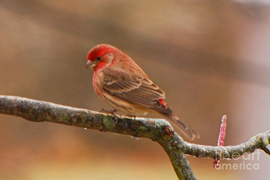 House Finch Photograph by Mary Carol Story