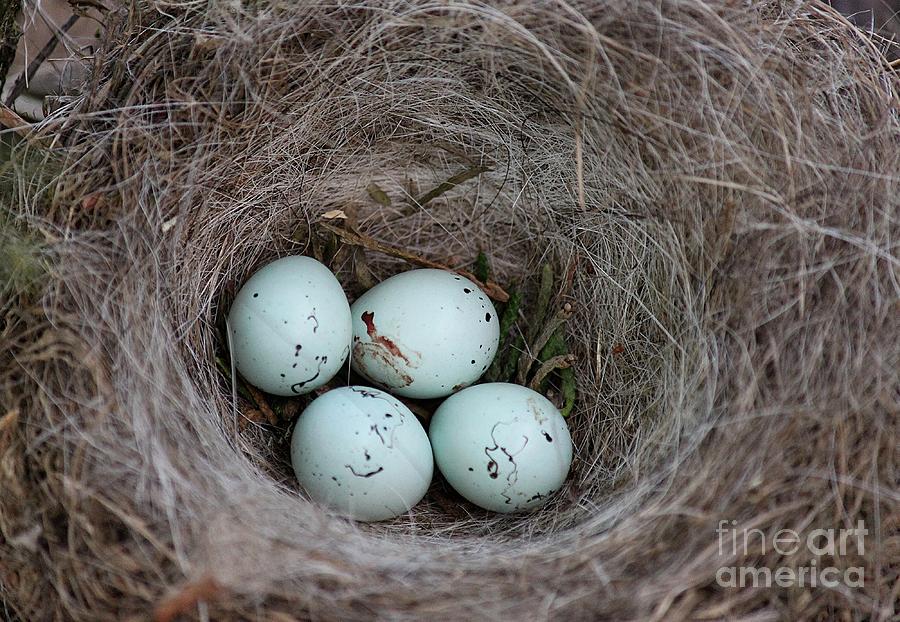 Finch Photograph - House Finch Nest by Erica Hanel