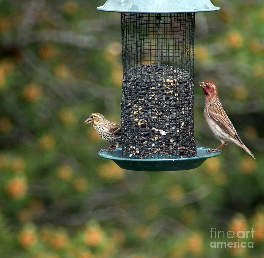 711A House Finch Photograph by NightVisions