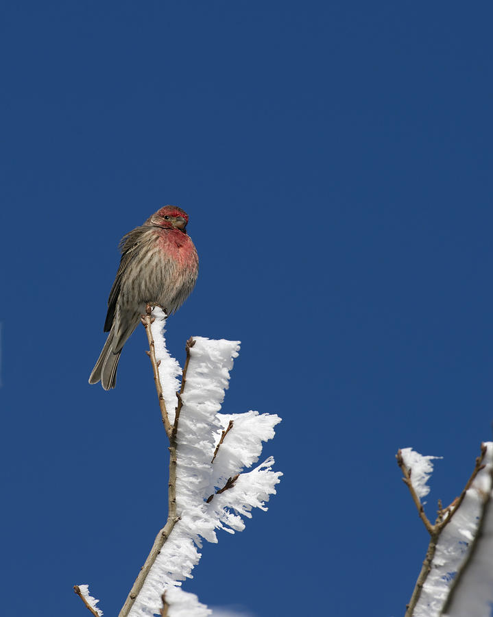 House Finch on a Frosted Perch Photograph by Gary Langley