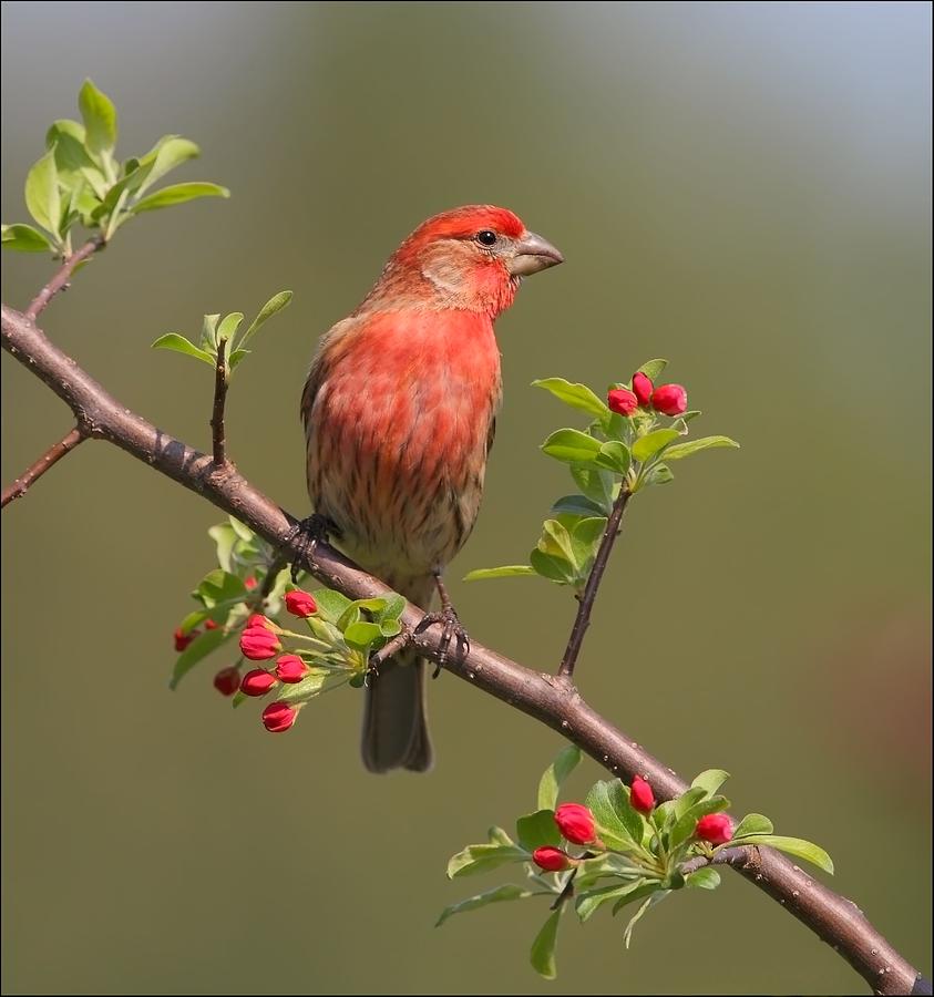 House Finch on Apple Blossoms Photograph by Daniel Behm