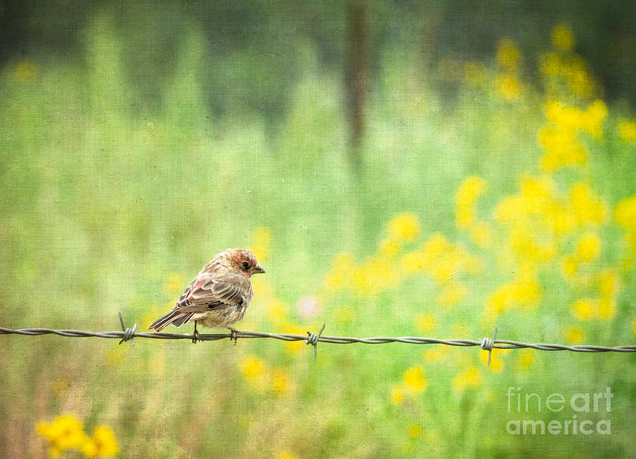 House Finch on Barbed Wire Photograph by Marianne Jensen