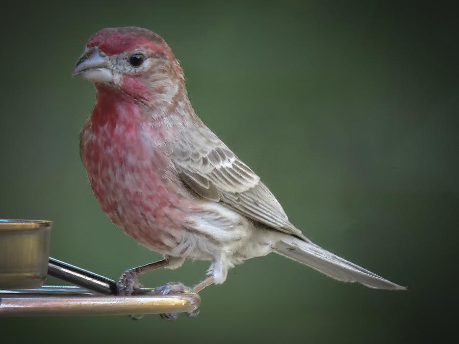 House Finch Photograph by Penny Lisowski